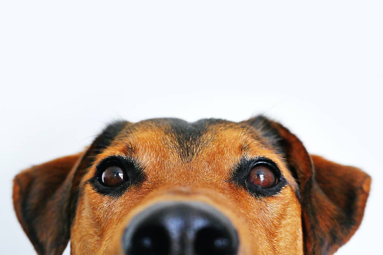 <hr>Le CRB Cani-DNA met à disposition des ressources biologiques canines avec leur données cliniques et généalogiques.
