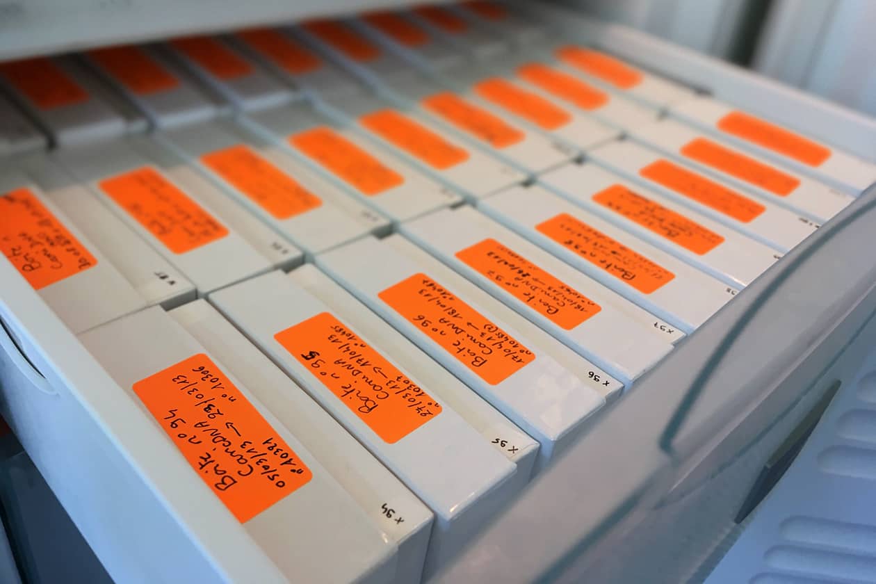 <hr>Conservation des boîtes dans des congélateurs à - 20°C.