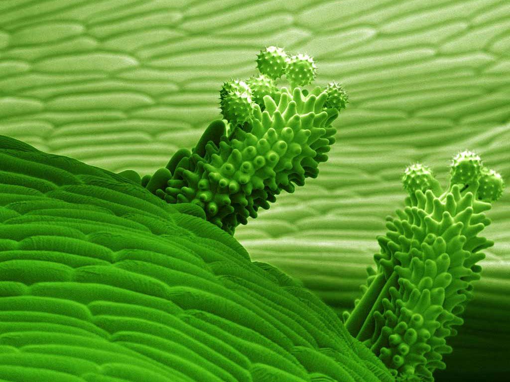 <hr>Pollen de pâquerette observé en cryomicroscopie électronique à balayage (MEB).