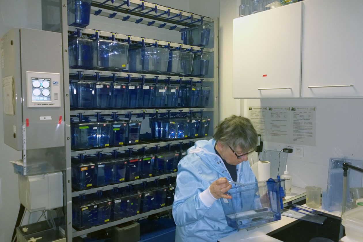 <hr>Salle d’élevage de l’animalerie zebrafish avec armoire automatisée.