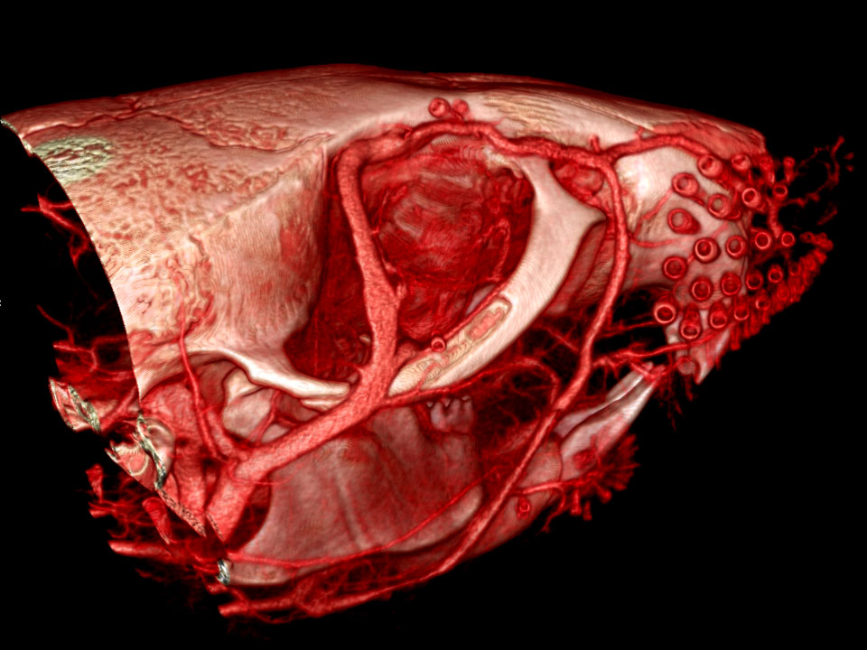 <hr>Réseau vasculaire de souris au niveau crâniofacial après injection d’un agent de contraste (ExTron Nano 12000 TM). Résolution de 40 microns.