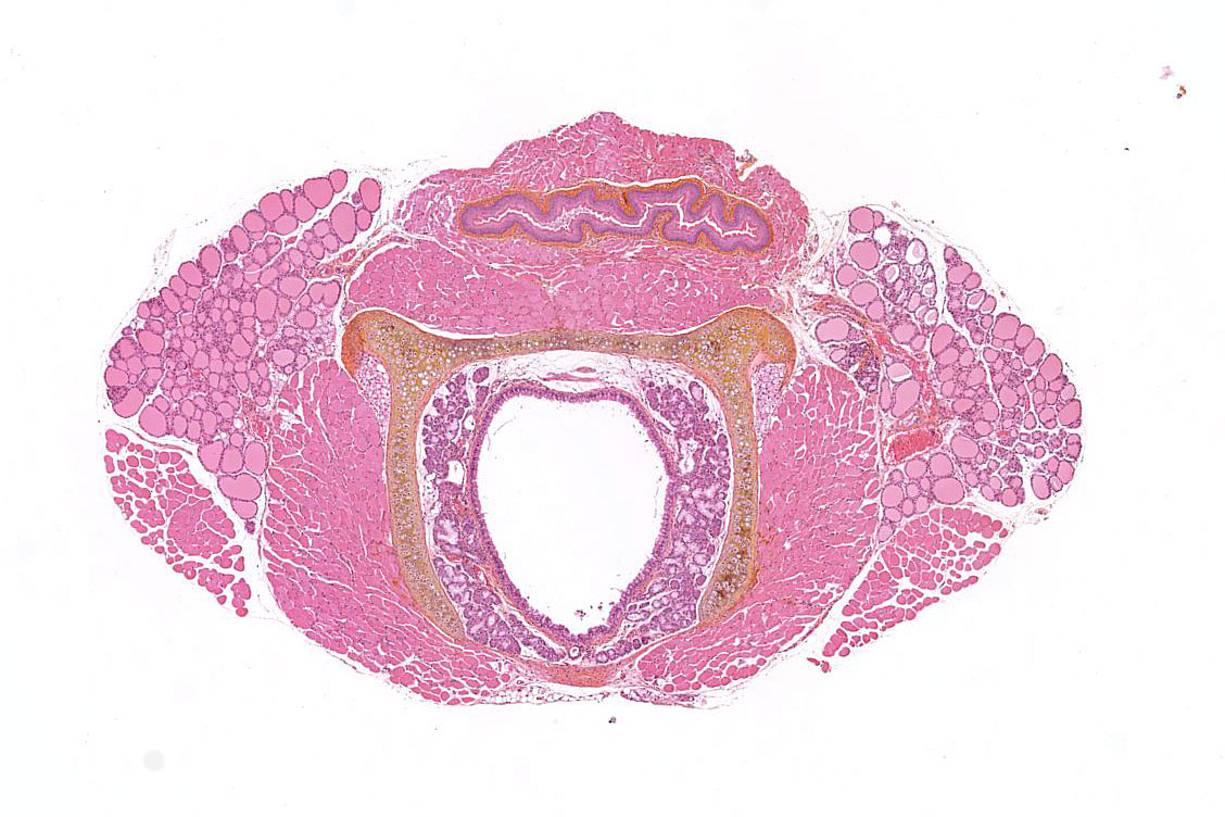 <hr>Coloration hématoxyline-éosine-safran (HES) d’une coupe transversale de thyroïde, œsophage et trachée de souris.