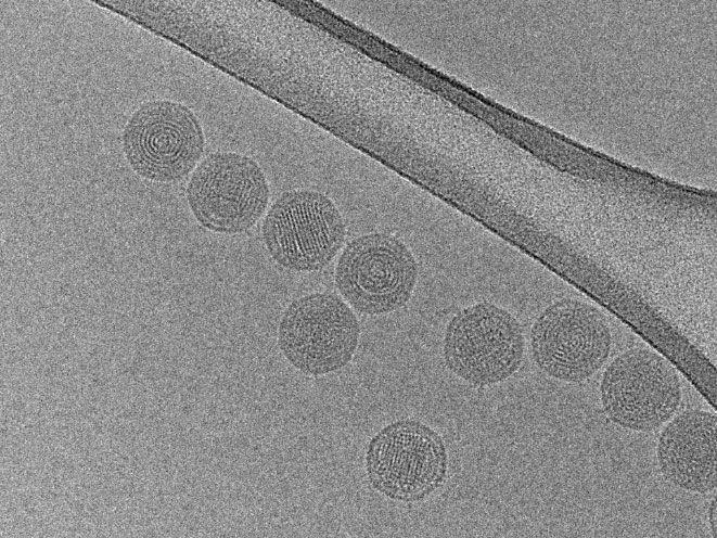 <hr>Virus SSV observé en cryo-microscopie.