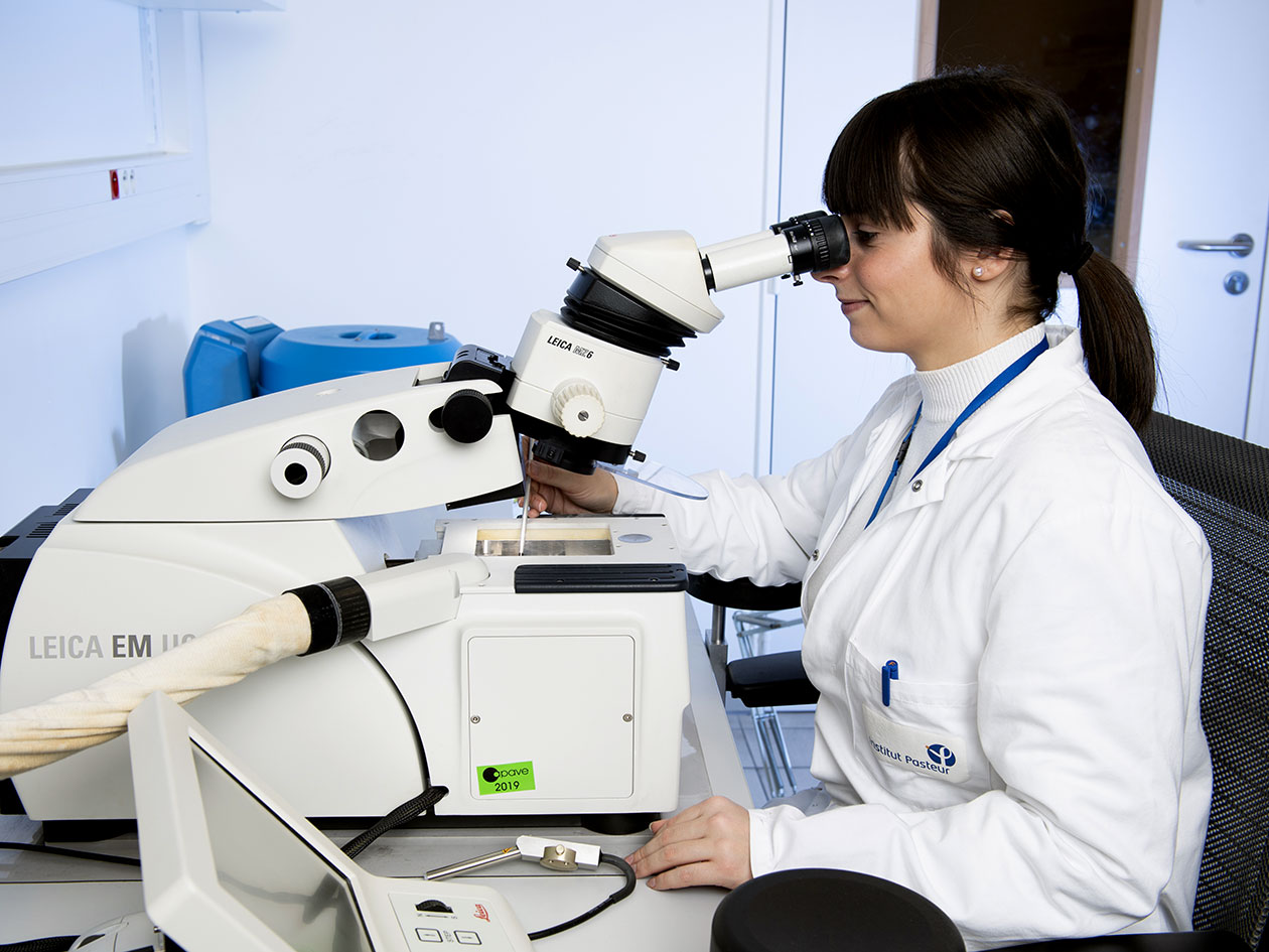 <hr>Cryo-ultramicrotomie.