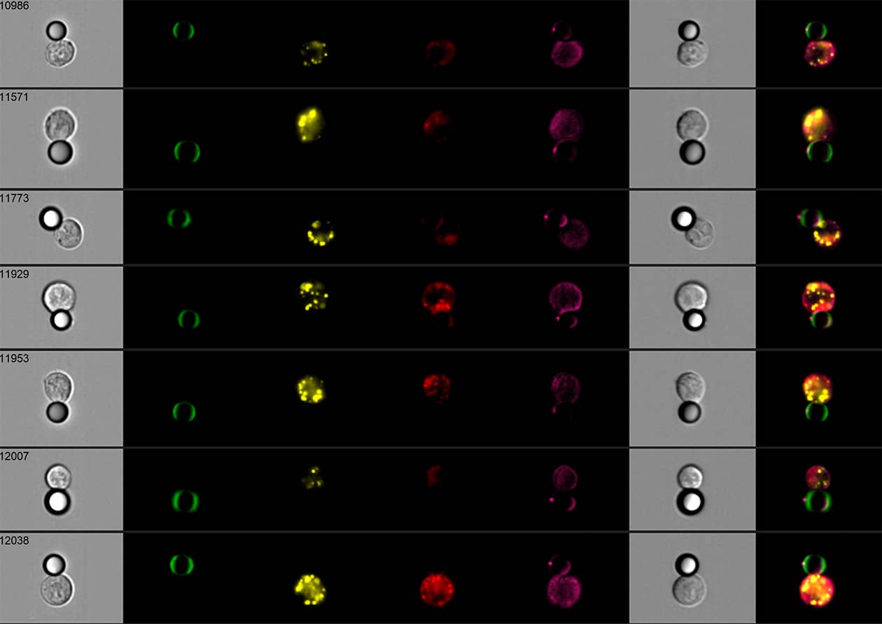 <hr>Synapse immunitaire entre une gouttelette lipidique et une cellule B analysée par Imagestream.