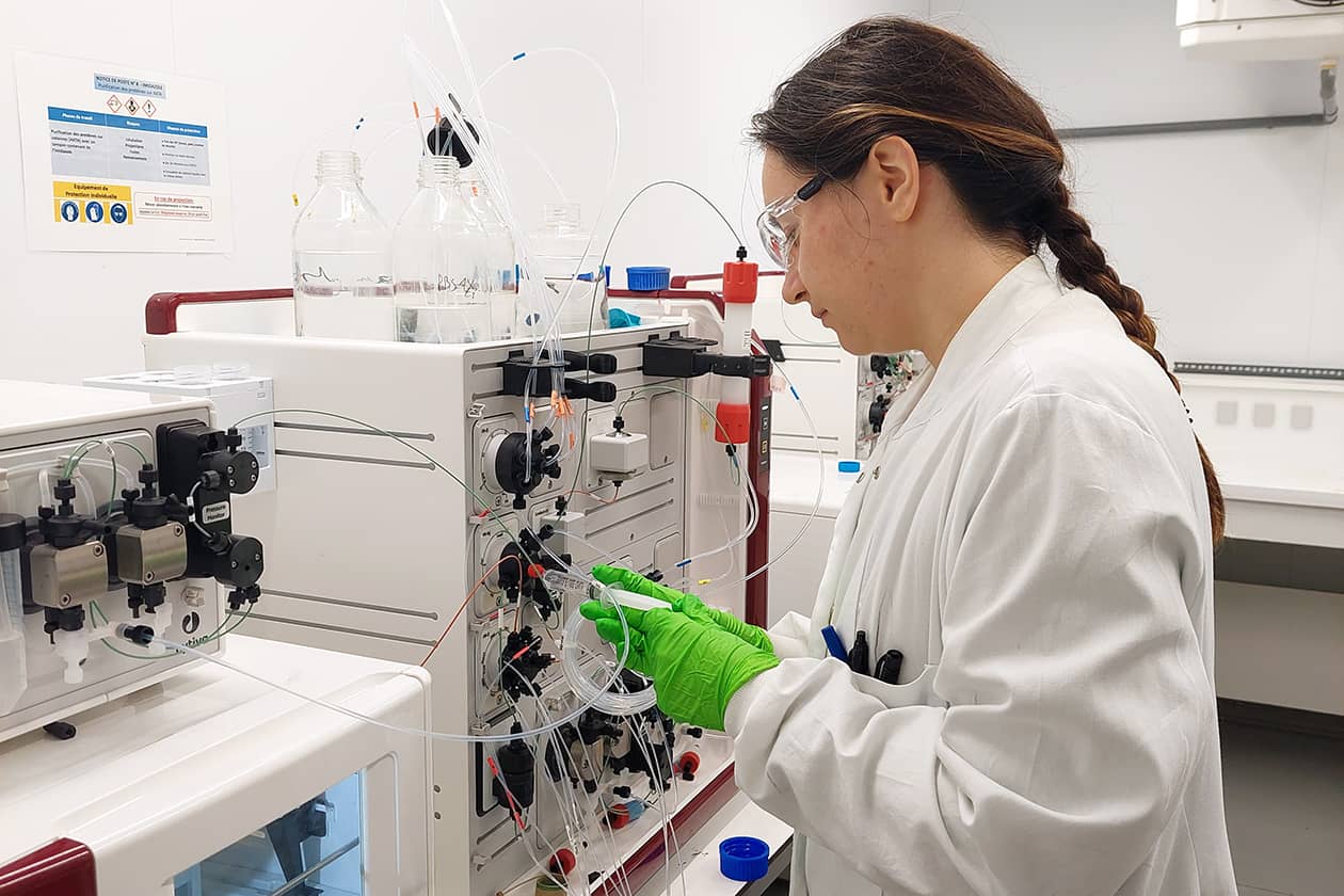 <hr>Purification d’anticorps sur des colonnes de chromatographie.