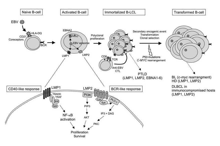 <hr>Processus d’immortalisation de lymphocytes B.